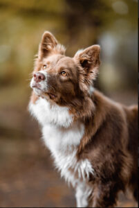 szkolenie psów. pozytywne szkolenie. border collie.