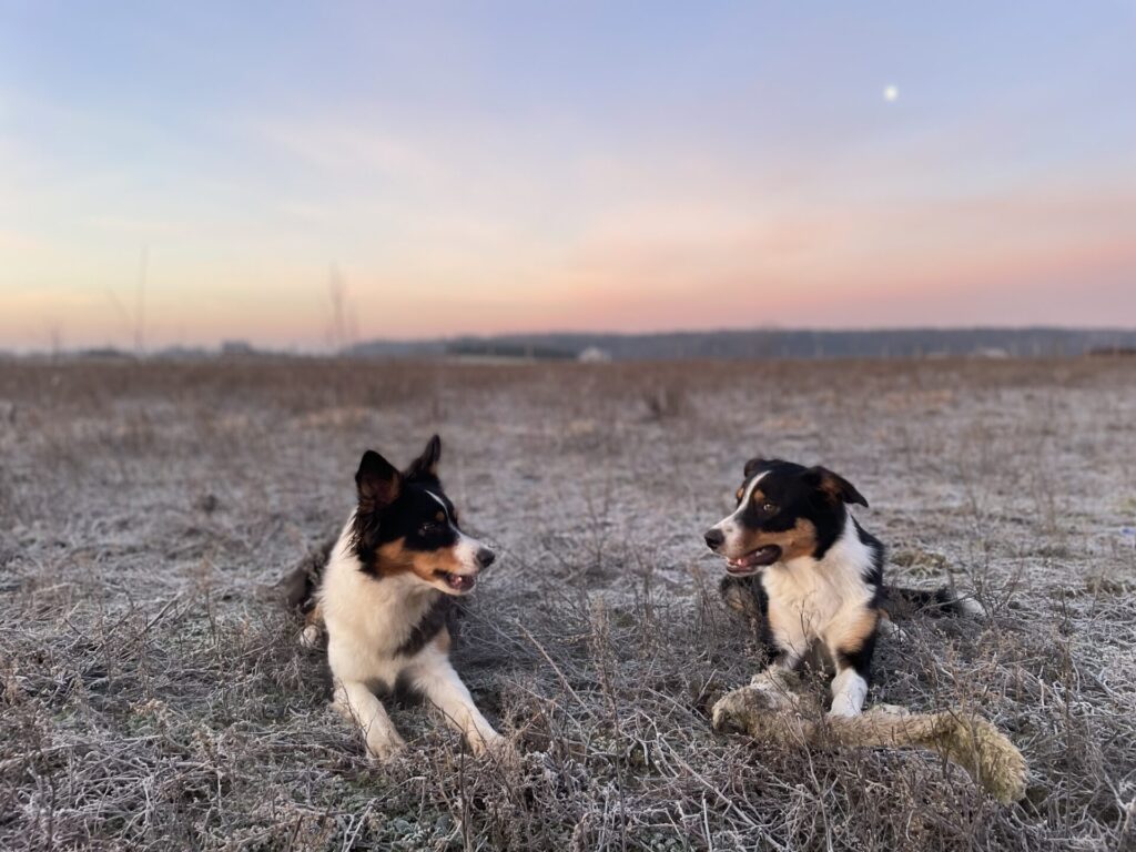 szkolenie psów. pozytywne szkolenie. border collie.