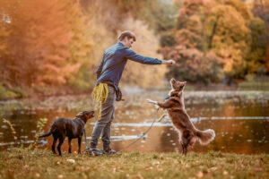 szkolenie psów, pozytywne szkolenie, bordercollie, trening ostrołęka, przasnysz